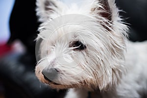West highland white terrier