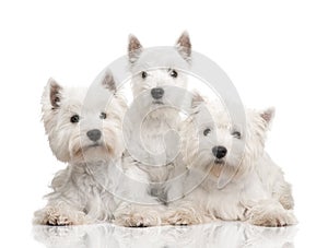 West Highland White Terrier in a row