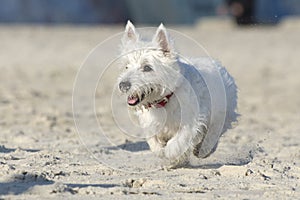 West Highland White Terrier is running on the sand. Puppy is happy. The dog in the air