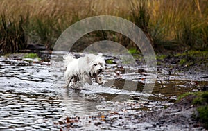 West Highland White Terrier running in water