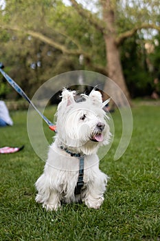 West Highland White Terrier sit in the grass
