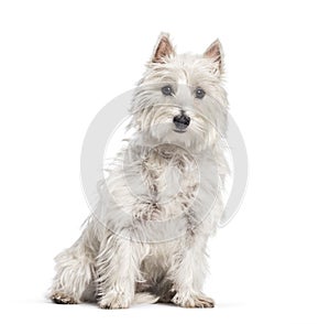 West Highland White Terrier sitting in front of white background