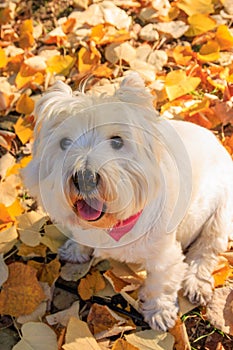 West Highland White Terrier sitting in the park with autumn leaves.