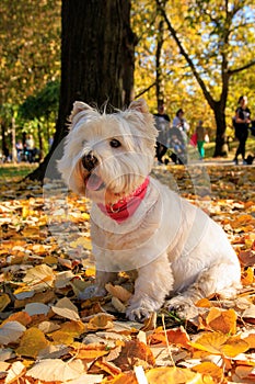 West Highland White Terrier sitting in the park with autumn leaves.