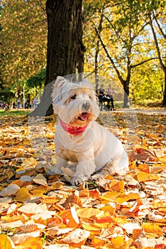 West Highland White Terrier sitting in the park with autumn leaves.