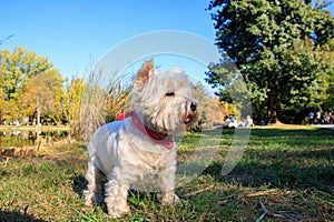 West Highland White Terrier sitting in the park with autumn leaves.
