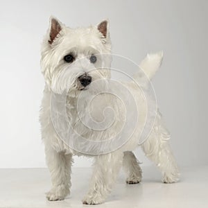 West Highland White Terrier staying on the white studio floor