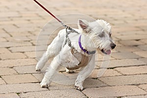 West highland white terrier Tugging Excitedly on a leash trying to Go Sideways