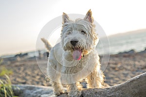 West highland white terrier a very good looking dog