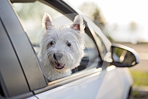 West highland white terrier a very good looking dog