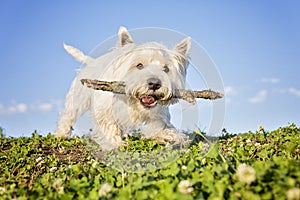 West highland white terrier a very good looking dog