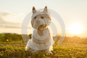 West highland white terrier a very good looking dog