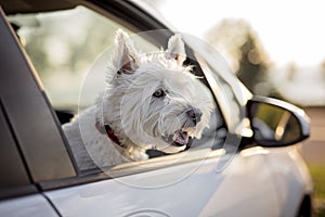 West highland white terrier a very good looking dog