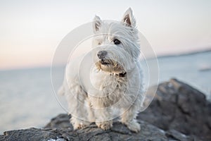 West highland white terrier a very good looking dog