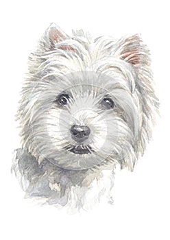 West Highland white Terrier water colour 016