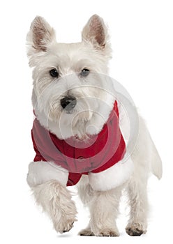 West Highland White Terrier wearing Santa outfit