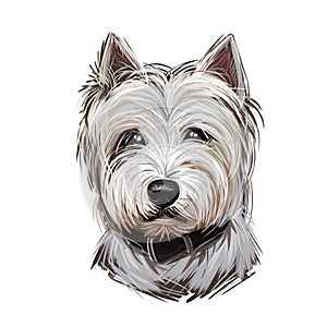 West Highland White Terrier or Westie dog breed portrait isolated on white. Digital art illustration, watercolor drawing of hand photo