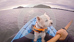 West highland white terrier westie dog kayaking in Paihia, Bay o photo