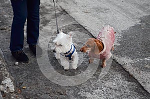 West Highland White Terrier Westie met dachhund at walk, Kyiv, Ukraine