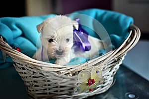 West Highland White Terrier Westie Puppies