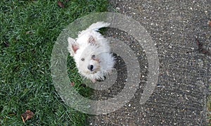 West Highland White Terrier / Westie Puppy