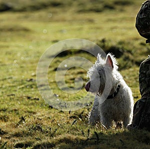 West Highland White Terrier, contemplating her next move! photo