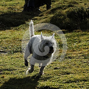 West Highland White Terrier photo