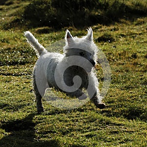 Wet Dog ! West Highland White Terrier photo