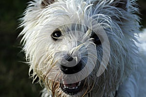 West Highland White Terrier photo