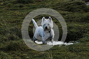 West Highland White Terrier photo