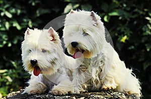West Highland White Terrier or Westy