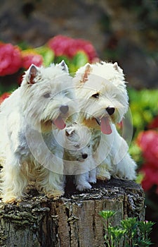 West Highland White Terrier or Westy, Mother with Pup