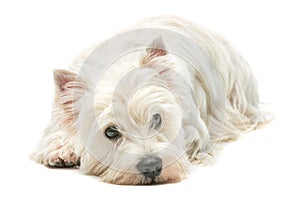 West highland white terrier