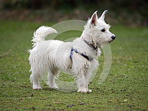 West Highlands Terrier