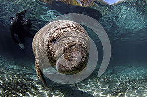 West India Manatee