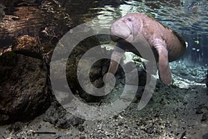 West India Manatee