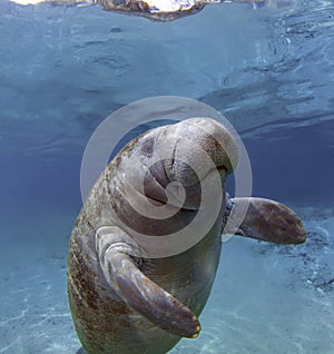 West India Manatee