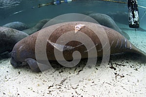 West India Manatee Injured by a Boater