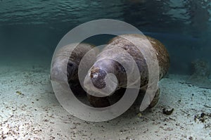 West India Manatee (Mother and Calve)