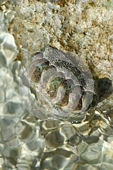 West Indian Fuzzy Chiton