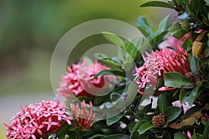 West Indian jasmine also called ixora, jungle geranium, cruz de Malta with a natural background photo