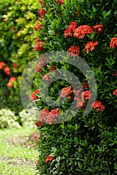 West Indian jasmine also called ixora, jungle flame, jungle geranium, cruz de Malta with a natural background photo