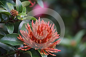 West Indian jasmine also called ixora, jungle geranium, cruz de Malta with a natural background photo