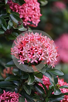 West Indian jasmine also called ixora, jungle geranium, cruz de Malta with a natural background photo