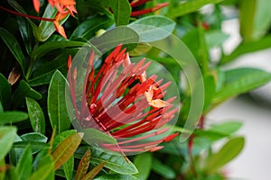 West Indian jasmine also called ixora, jungle geranium, cruz de Malta with a natural background photo