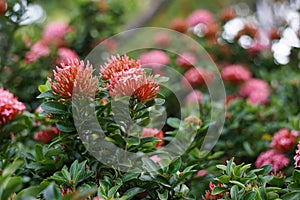 West Indian jasmine also called ixora, jungle geranium, cruz de Malta with a natural background photo