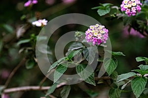 West Indian Lantana flower with green leaves. Shallow focus. Macro