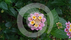 West Indian Lantana Flower at the Park