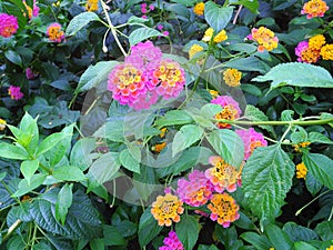 West Indian Lantana Plant, Verbena Flower common lantana â€“ pink and yellow flowers