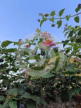 West Indian lantana tree in the garden or park